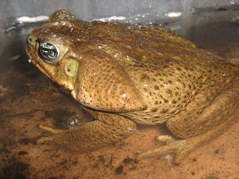 Bufo marinus (Rhinella marina)  Cane Toad15.jpg